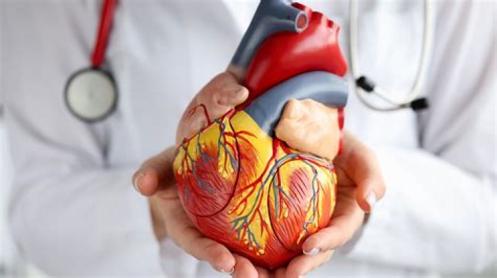 What does a cardiology doctor do?