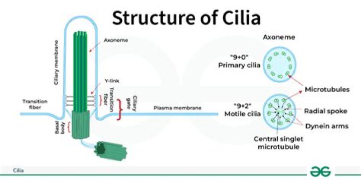 What does a cilia look like