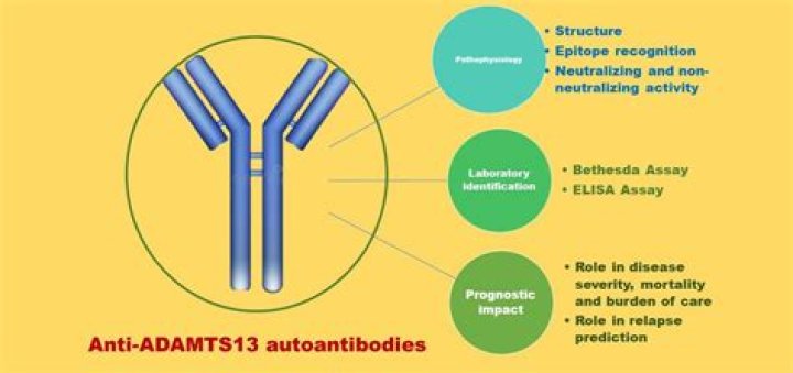 What does ADAMTS13 stand for?