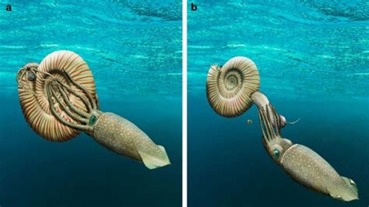 What does an Ammonite do in Ark?