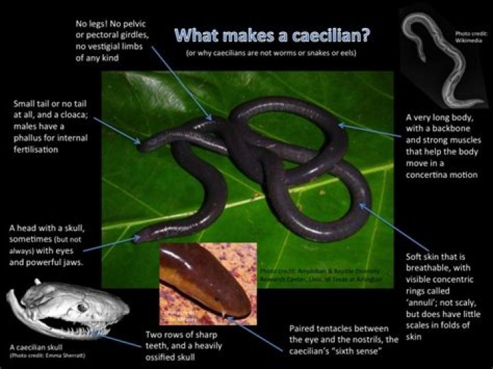 What does caecilians look like?