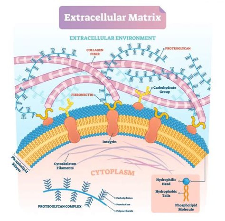 What does extracellular water include?