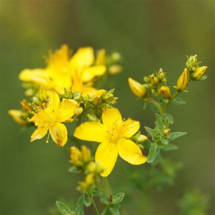 What does Hypericum treat?