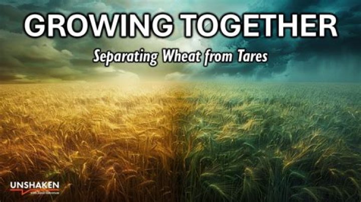 What does let the wheat and tare grow together?