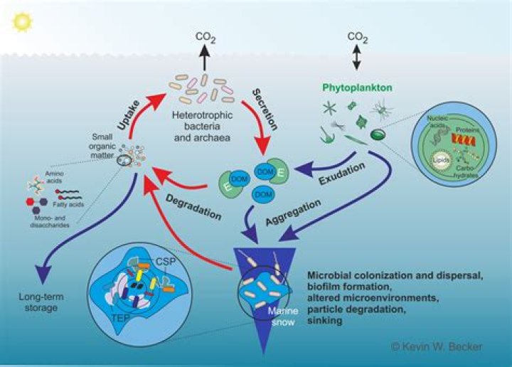 What does microbial action mean?
