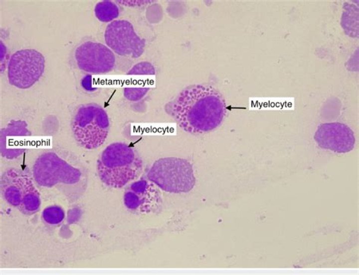 What does Myelocyte mean?