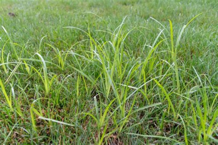 What does nutsedge look like in a lawn?