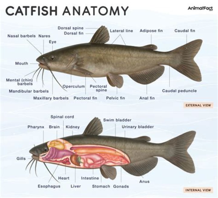 What does pangasius taste like?