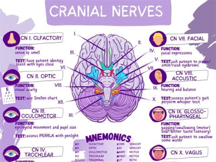 What does the 8th cranial nerve control