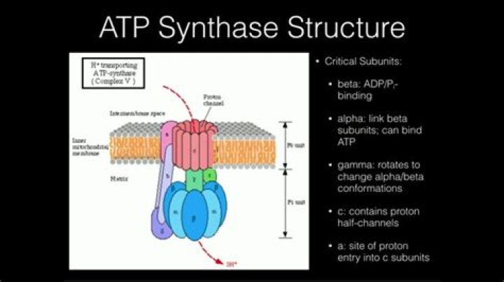 What does the ATP synthase do?