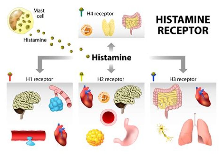 What does the Histaminergic system do?