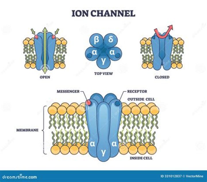 What does the pore loop in potassium channels do?