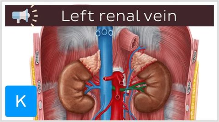 What does venal cur mean?