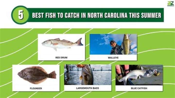 What fish can you catch at Avoca Beach?