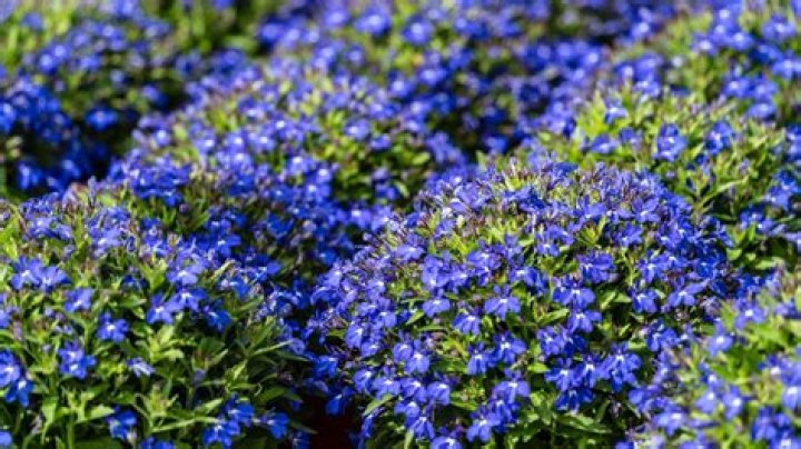 What flowers grow in the Blue Mountains?