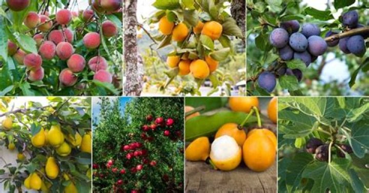 What fruit trees can grow in Maryland