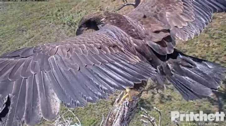 What happened to the eaglets in Southwest Florida?