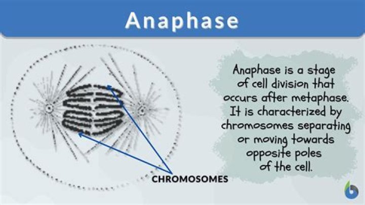 What happens during the anaphase stage?