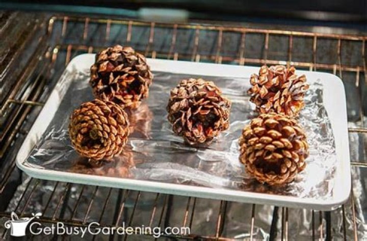 What happens when you put pine cones in the oven?