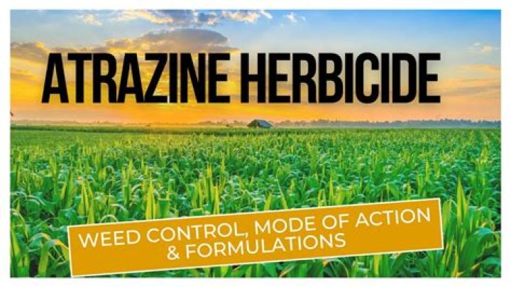 What herbicide is used on corn?