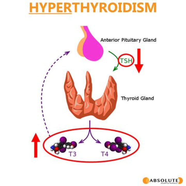 What hormones are involved in hyperthyroidism?
