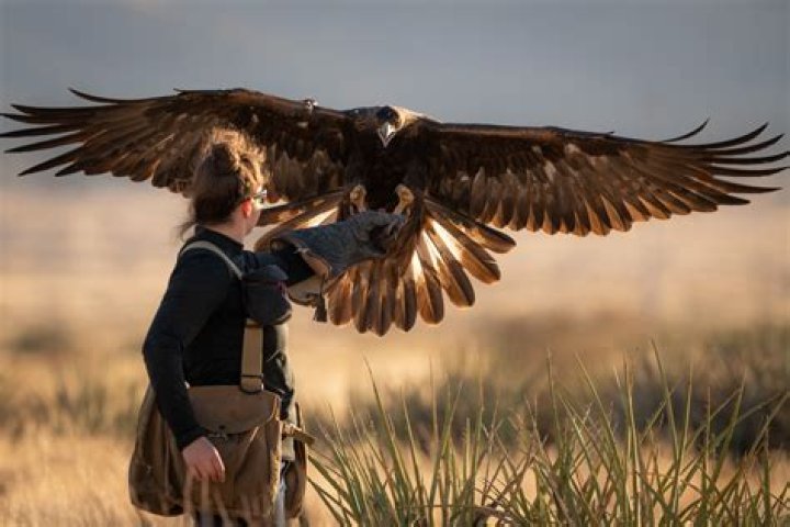 What is a Creance in falconry