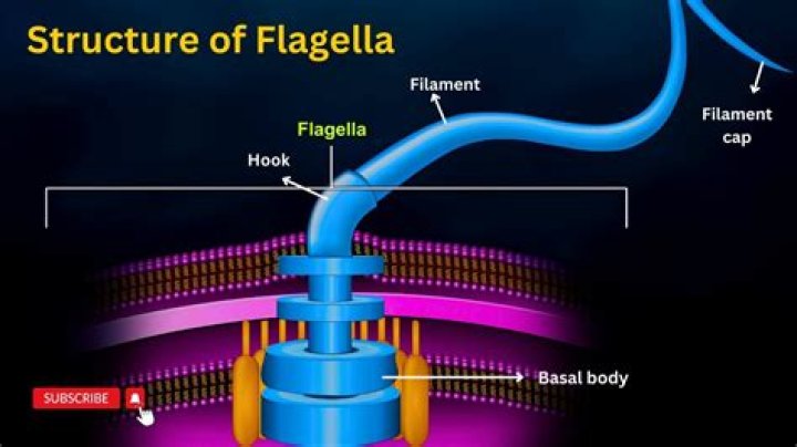 What is a flagellar motor?