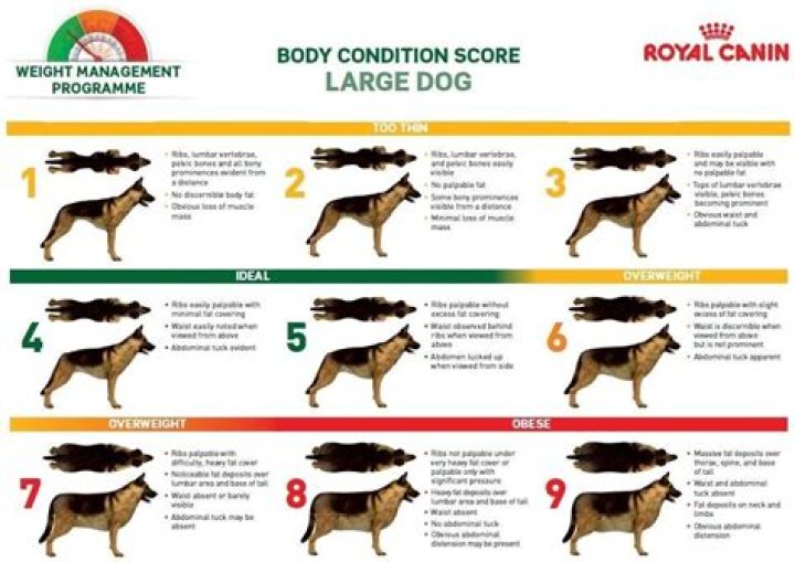 What is a healthy weight for a female German Shepherd?