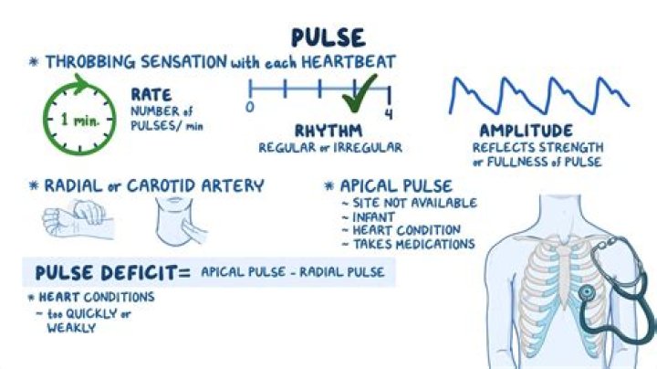 What is a normal arterial pulse?