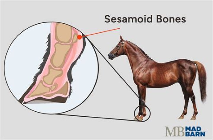 What is a sesamoid injury in a horse?