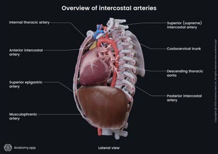 What is a thoracic artery