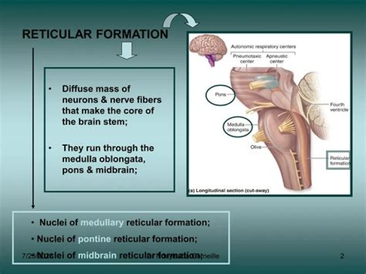 What is activated by the reticular formation?