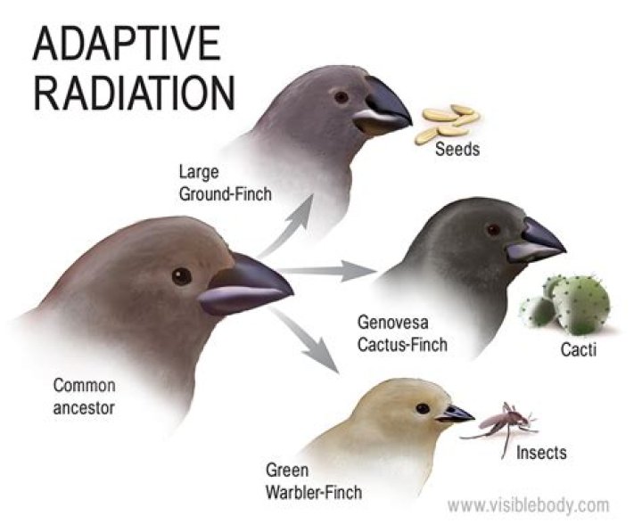 What is adaptive radiation explain with an example
