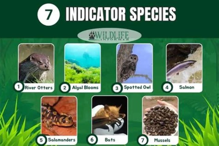 What is an example of indicator species?