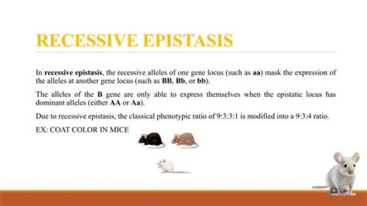 What is an example of recessive epistasis?