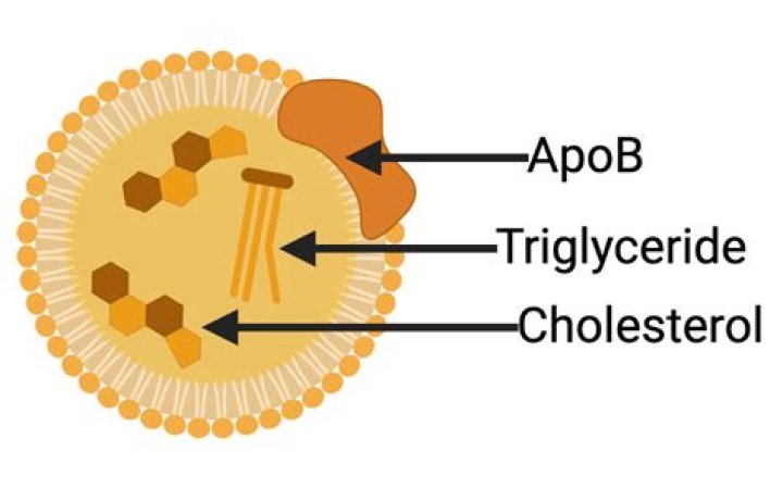 What is atherogenic cholesterol?