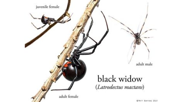 What is black widows catchphrase?