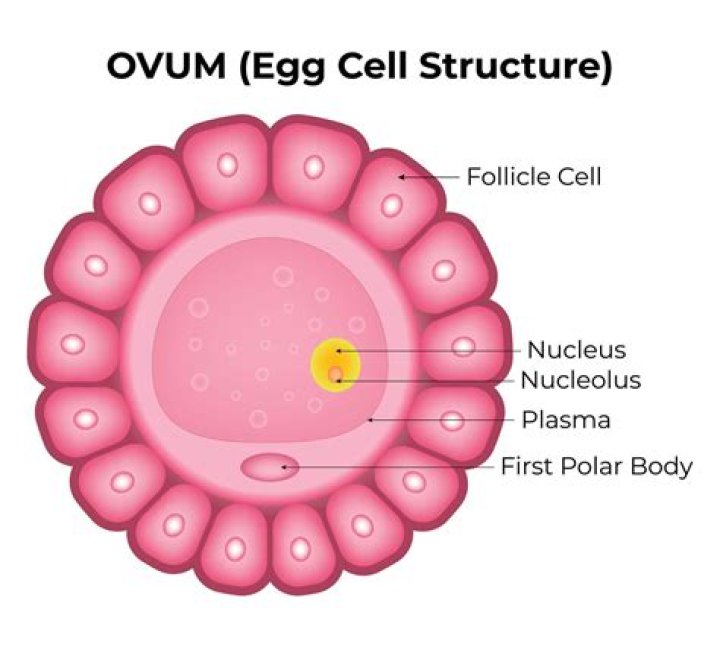What is called ovum