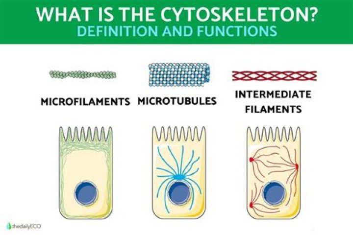 What is cytoskeleton and its types?