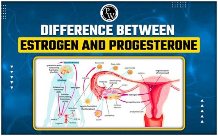 What is difference between estrogen and progesterone?
