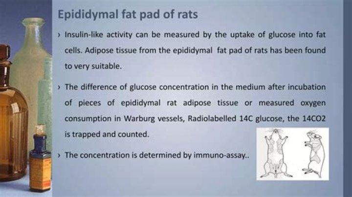 What is epididymal fat?