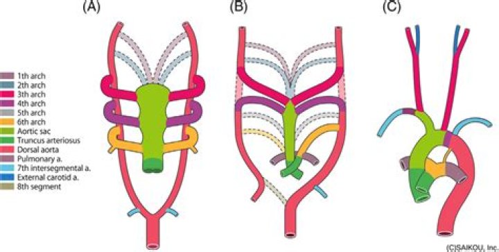 What is fourth branchial arch?