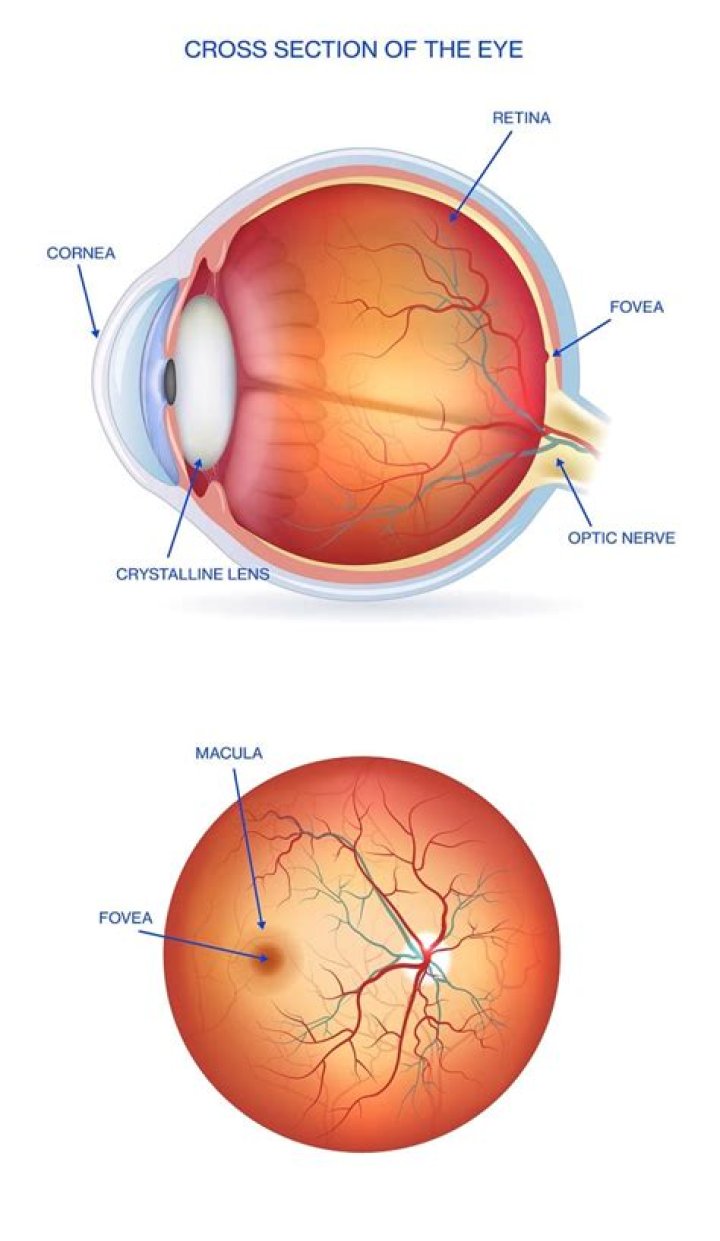 What is fovea in human eye