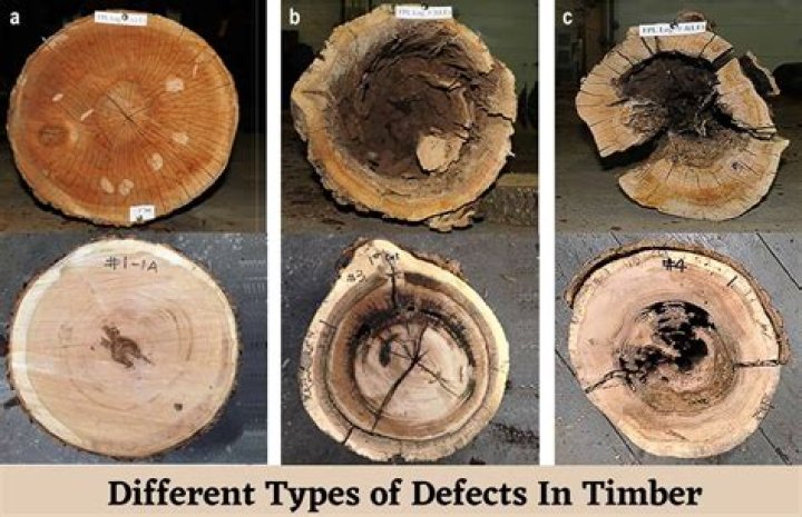 What is fungal decay in timber