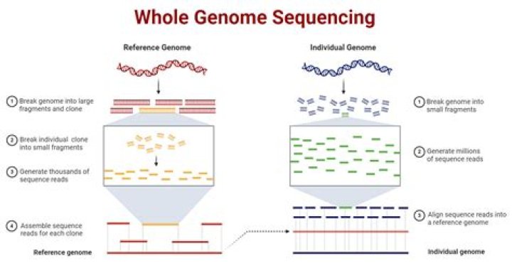 What is genomic selection in cattle?