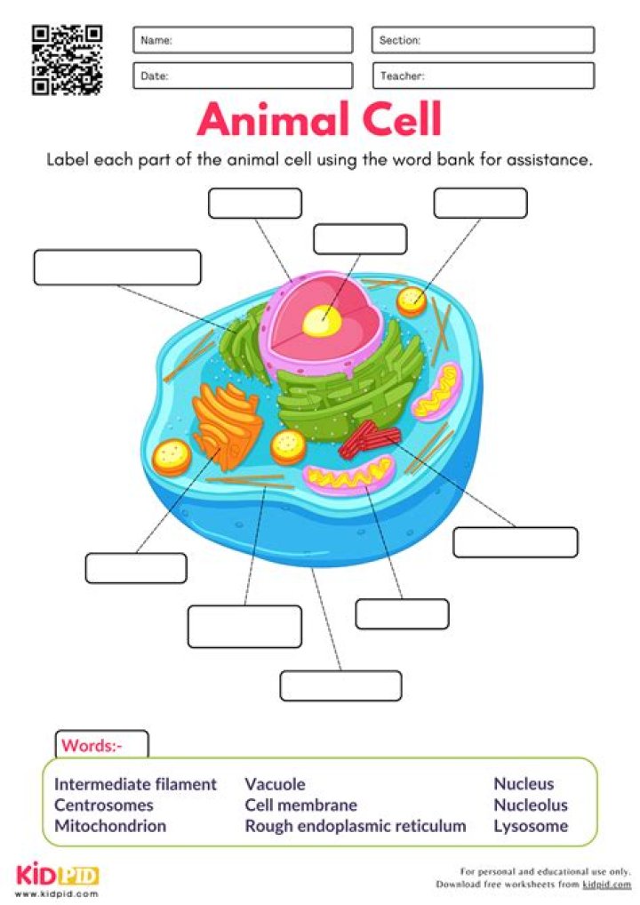 What is in an animal cell for kids?