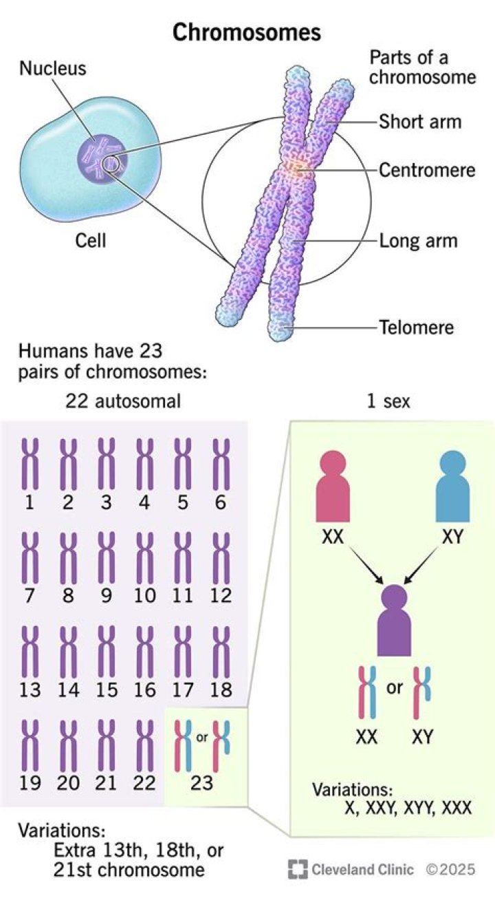 What is it called when a cell has only one complete set of chromosomes?