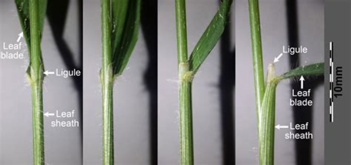 What is leaf spot on grass