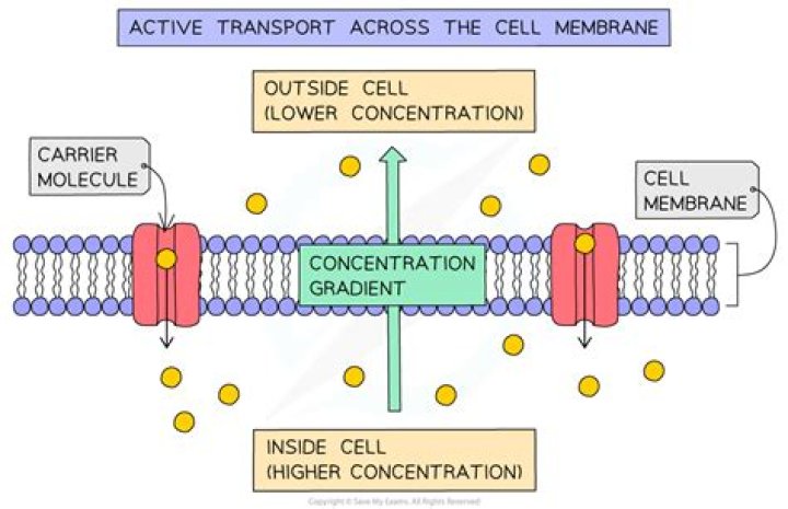 What is meant by currently active cell?