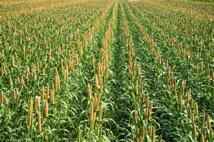What is millet crop example?